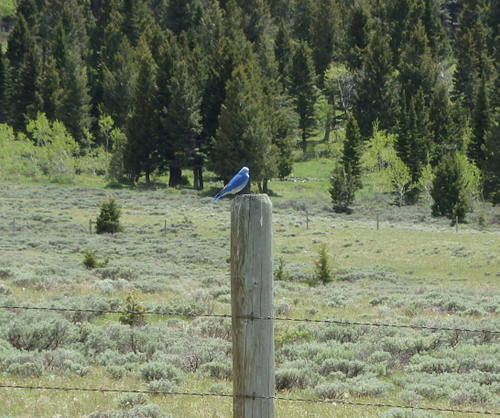 GDMBR: Mountain Bluebird.